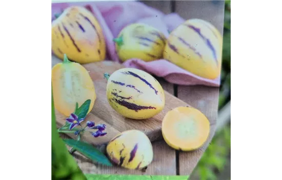 Solanum muricatum 'Copa'®