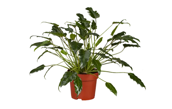 Philodendron bipinnatifidum 'Xanadu'