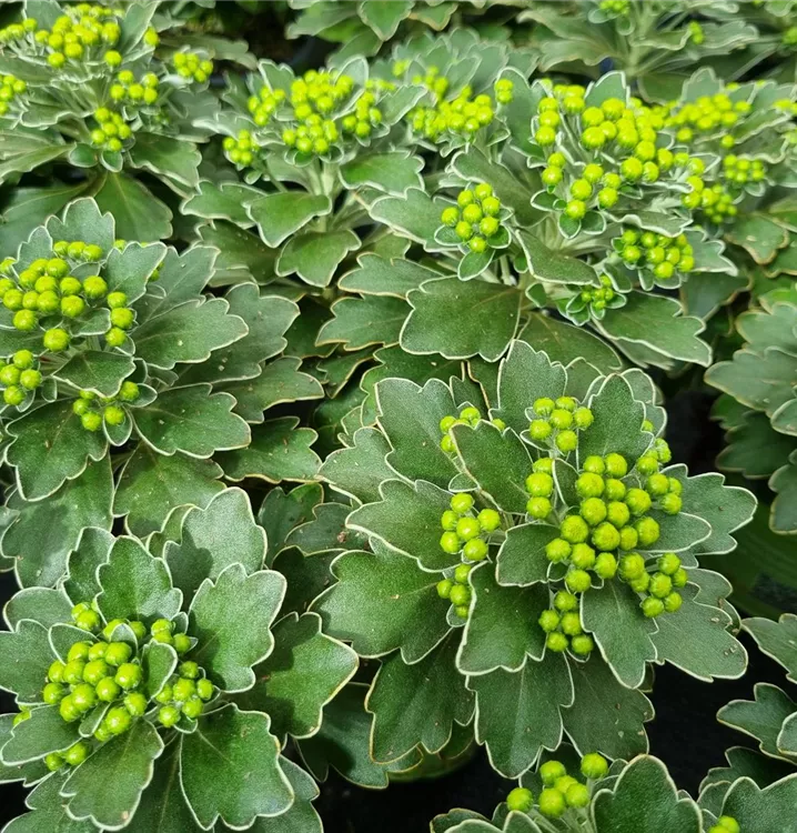 Ajania pacifica, Silberrandchrysantheme, PazifikMargerite, Pflanzen