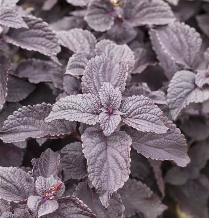 Buntnessel 'Black Prince', Solenostemon 'Black Prince' 1A Garten Ammer