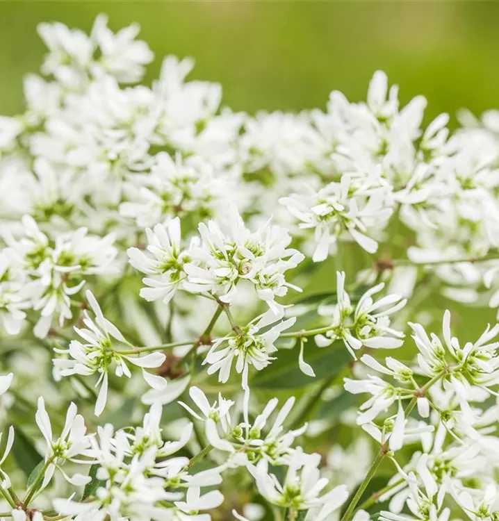 Euphorbia 'Diamond Frost`, Euphorbia hypericifolia Zauberschnee™ 1A