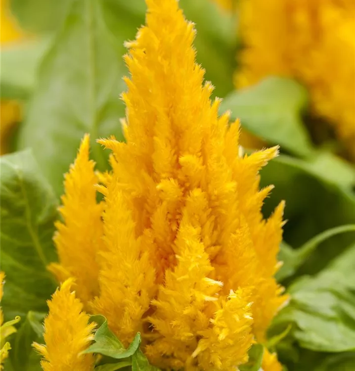 Federbusch 'First Flame', Celosia argentea 'First Flame' 1A Garten Ammer