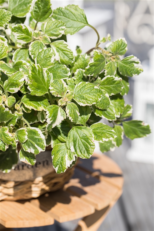 Mottenkönig / Weihrauch, Plectranthus coleoides 'Variegata', Online