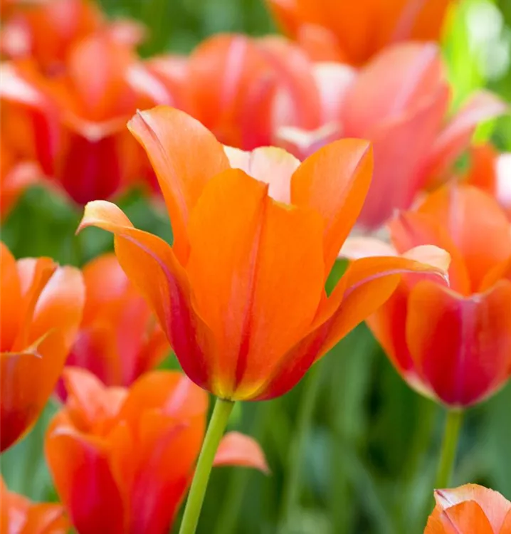 Tulpe 'Orange van Eijk', Tulipa 'Orange van Eijk' - 1A Garten Ammer