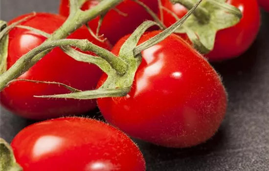 Solanum lycopersicum var. cerasiforme veredelt 'Sanvitos' (ehem