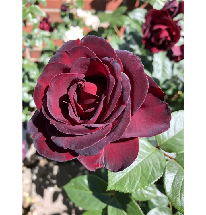 Rosa 'Paint it Black', Rose 'Paint it Black' 1A Garten Ammer