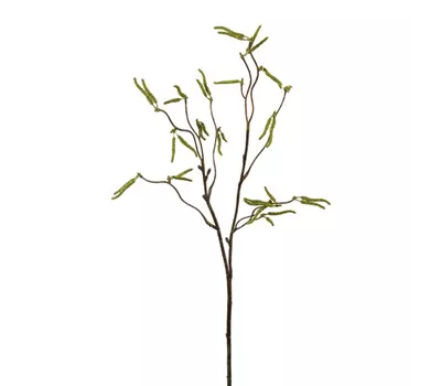 Birkenzweig 53cm grün