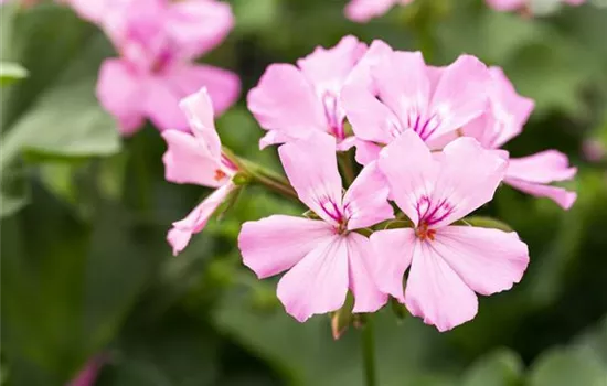Pelargonium interspecific 'Marcada® Pink'