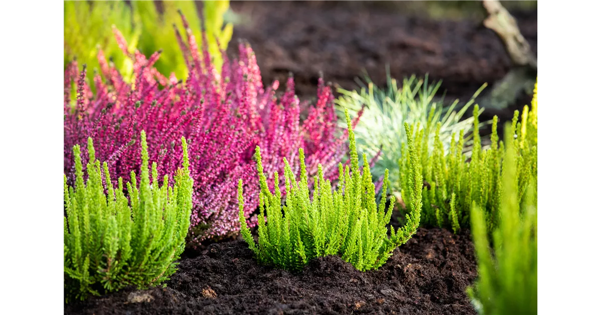 Stauden Vielfalt 1A Garten Ammer