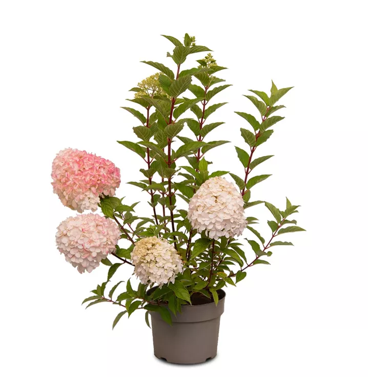 Hydrangea paniculata 'Living Pink & Rose'®, Rispenhortensie 'Living