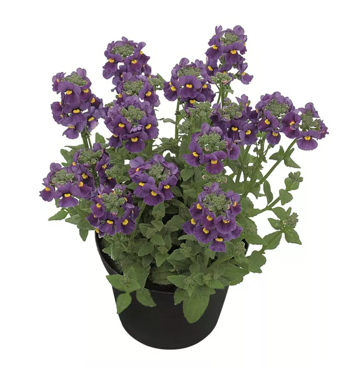 Nemesia KAROO™ 'Dark Blue'(s), Elfenspiegel 1A Garten Ammer