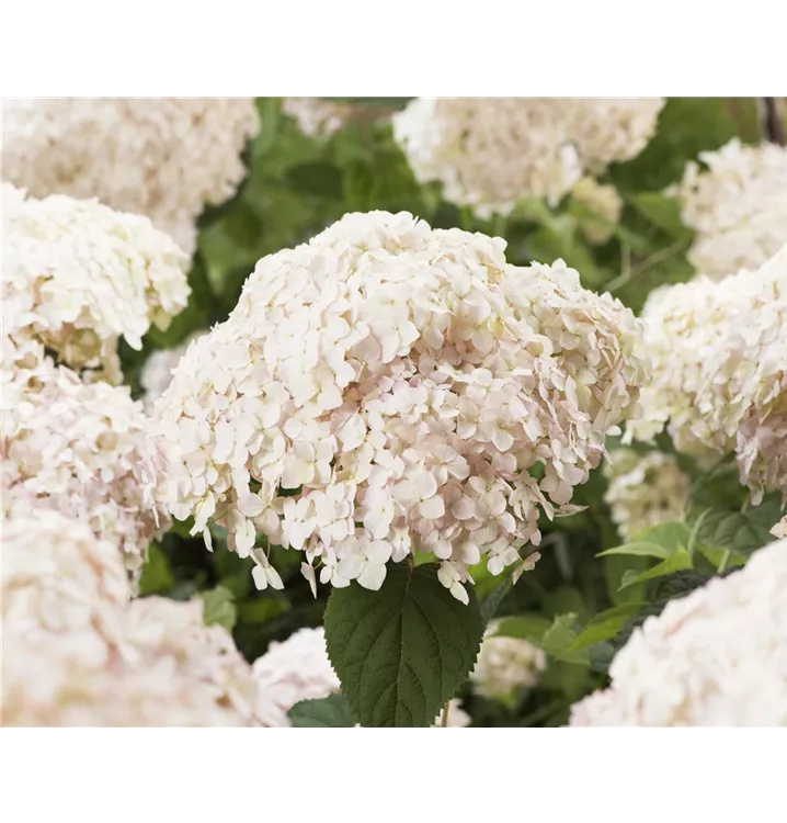 Hydrangea arborescens 'Candybelle'® Marshmallow