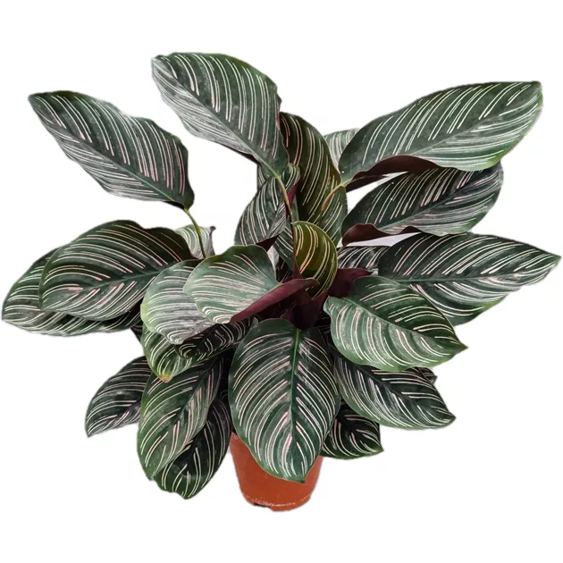 Calathea ornata, Korbmarante, Pflanzen Online und vor Ort kaufen - 1A  Garten Ammer