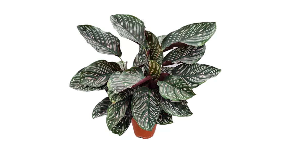 Calathea ornata, Korbmarante, Pflanzen Online und vor Ort kaufen - 1A  Garten Ammer