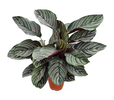 Calathea ornata