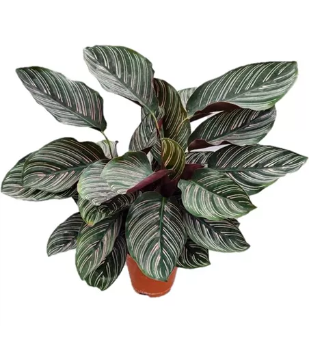 Calathea ornata