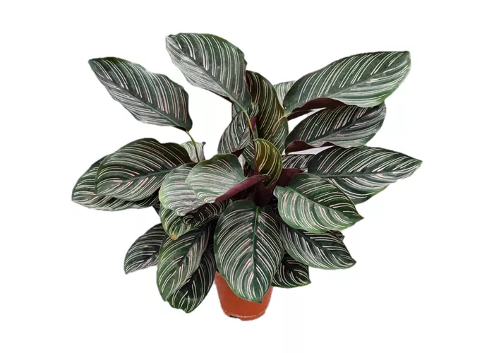 Calathea ornata