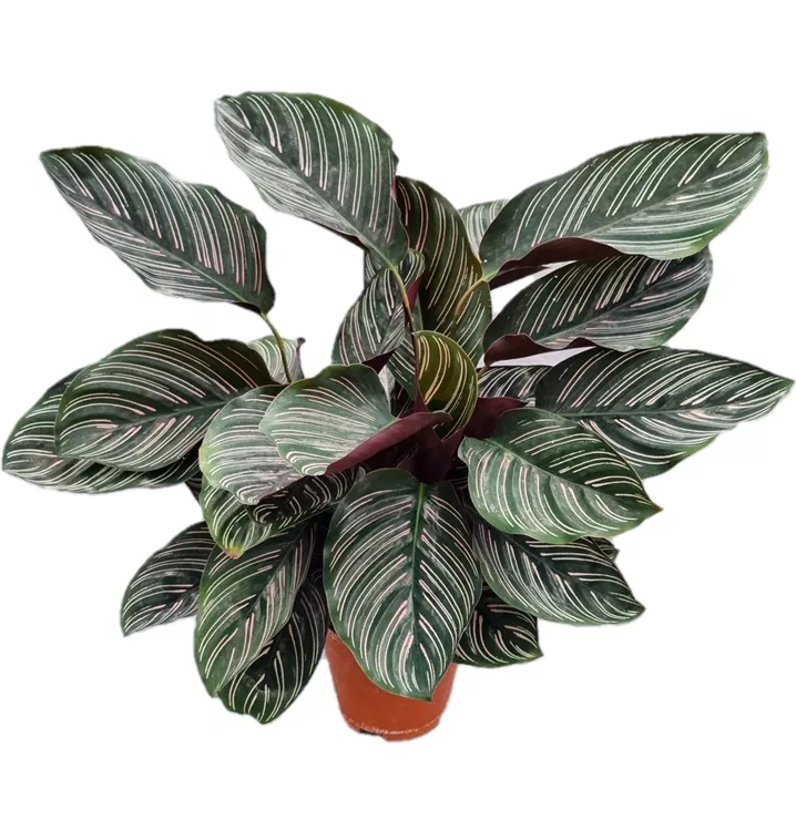Korbmarante