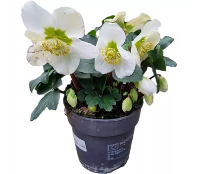 Helleborus niger Helleborus niger