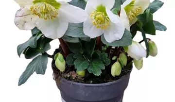 1A Garten Ammer