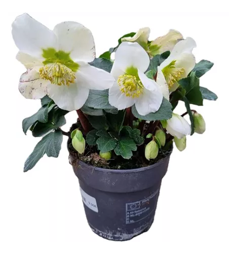 Helleborus niger