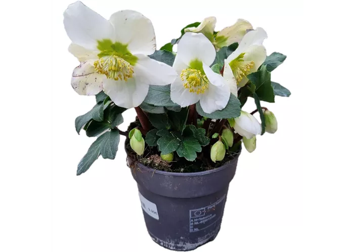 Helleborus niger