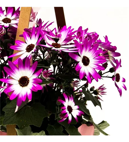 Pericallis Senetti® 'Magenta bicolor'