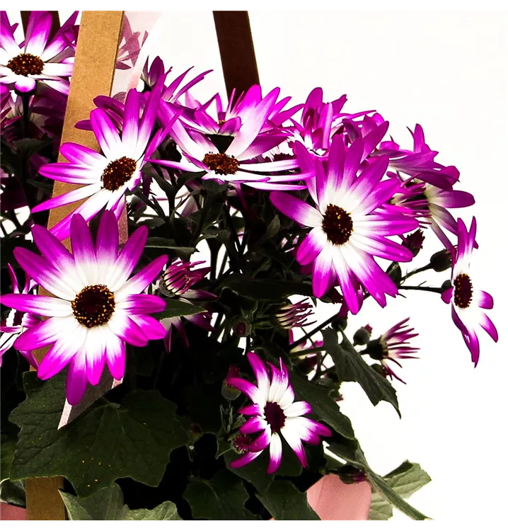 Aschenblume