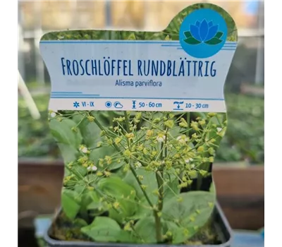 Alisma parviflora