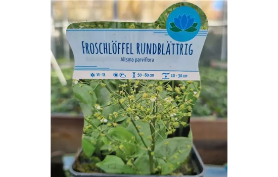 Alisma parviflora