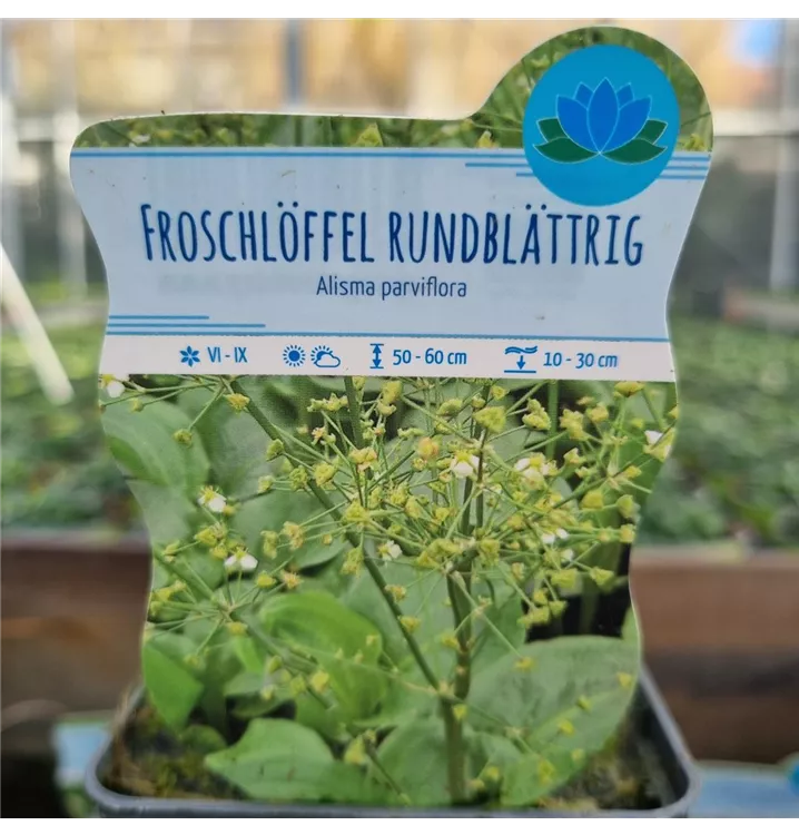 Rundblättriger Froschlöffel