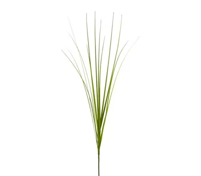 Isolepsis 72cm grün