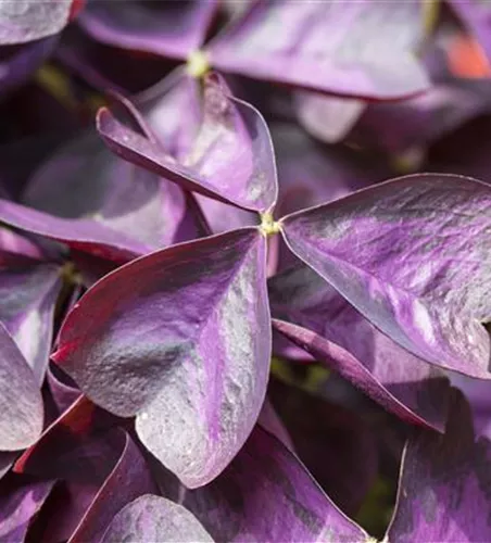 Oxalis 'XALIS™ Burgundy Wine'(s)