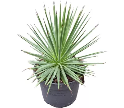 Agave stricta 'Nana'