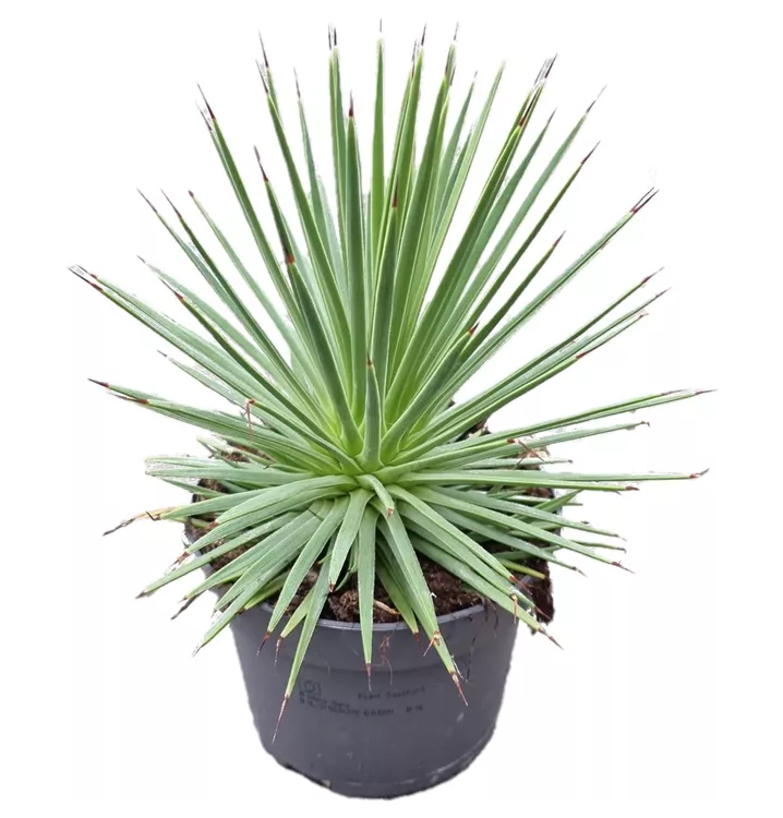 Kompakte Agave 'Nana'