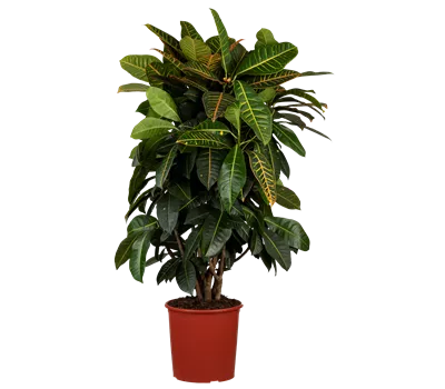 Codiaeum variegatum 'Petra' verzweigt