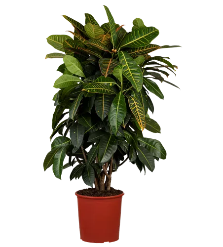 Codiaeum variegatum 'Petra' verzweigt