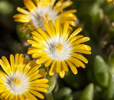 Delosperma congestum 'Golden Nugget'