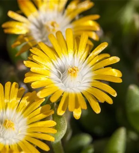 Delosperma congestum 'Golden Nugget'