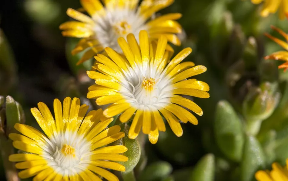 Delosperma congestum 'Golden Nugget'