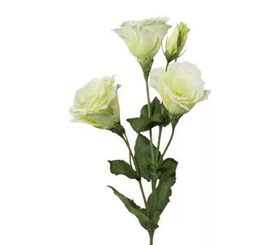 Lysianthus 54cm grün