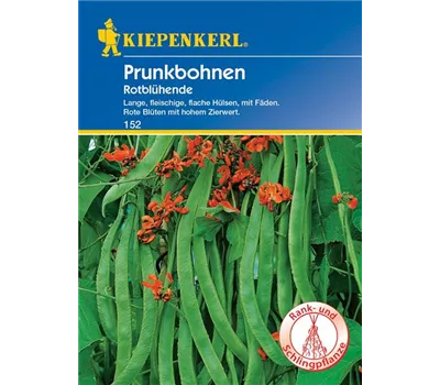 Prunkbohnen Rotblühende