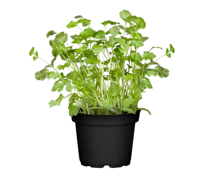 Coriandrum sativum