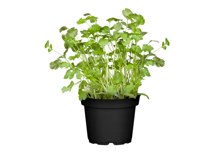 Coriandrum sativum