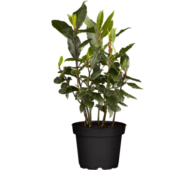 Laurus nobilis