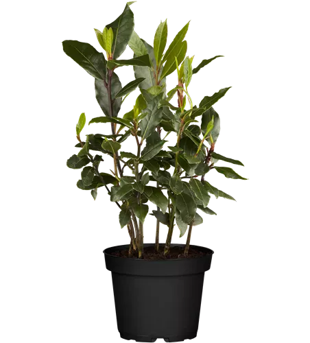 Laurus nobilis