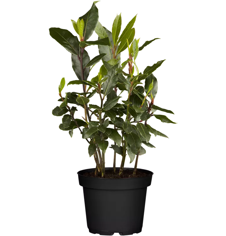 Lorbeerbaum