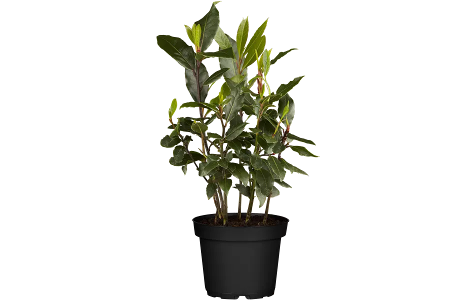 Laurus nobilis