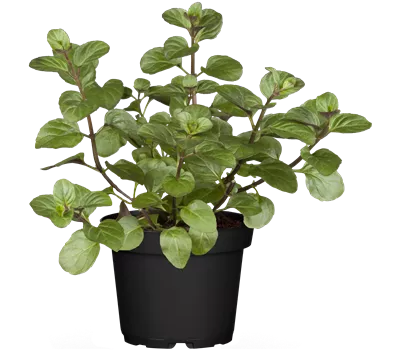 Mentha x piperita