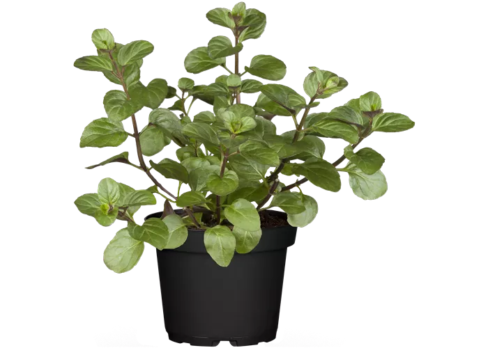 Mentha x piperita